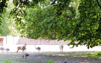 Integrirani dan u Zoološkom vrtu Osijek